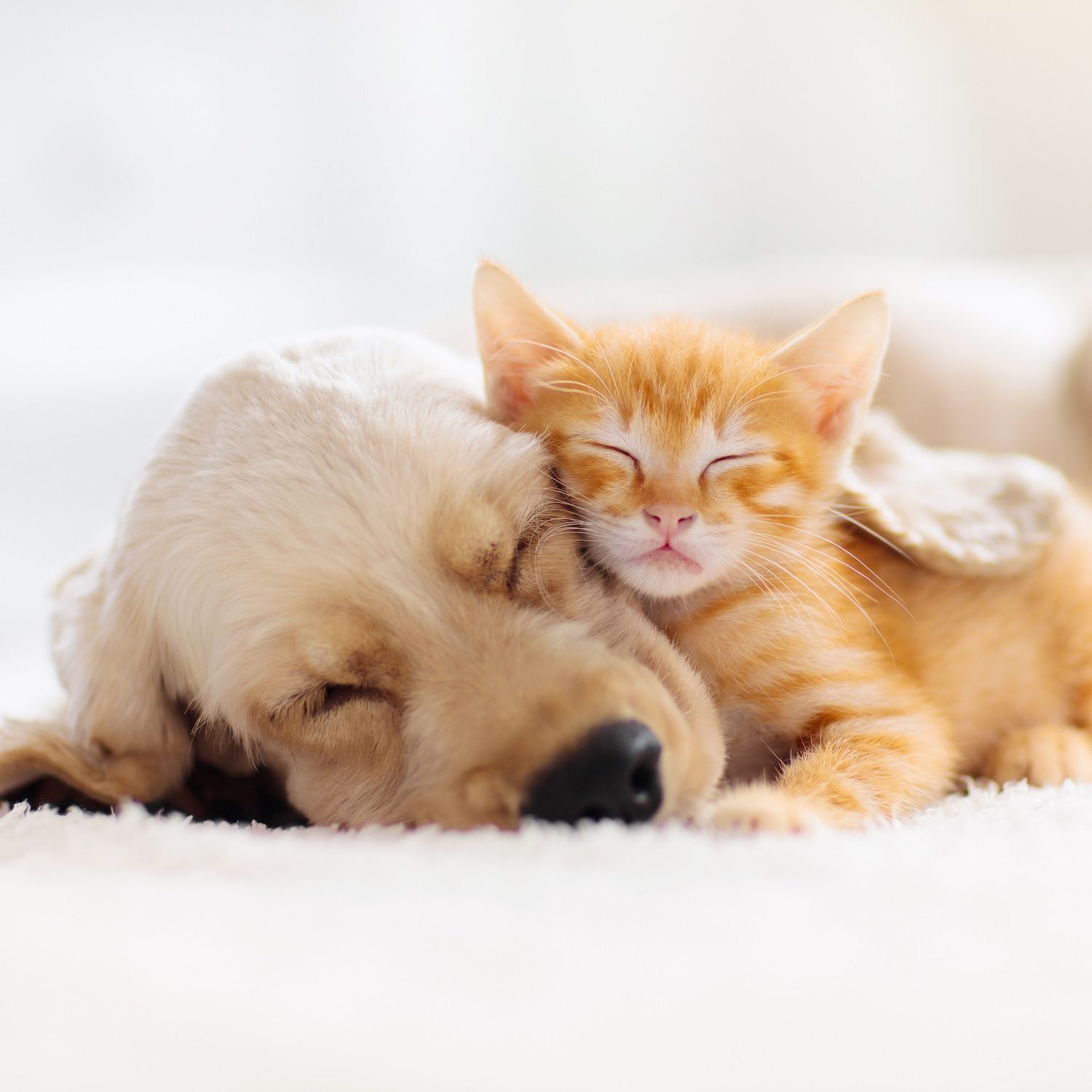 Produits vétérinaires, Pharmacie Prevost Dufour, Lille fives, Hellemmes